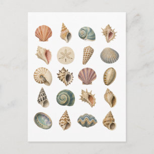 Postal Collage de conchas de mar