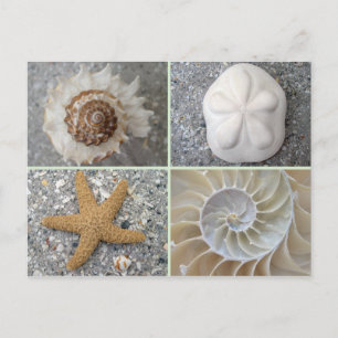 Postal Collage de conchas marinas