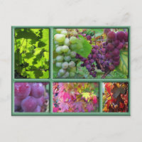 Collage de cosecha de uva de otoño