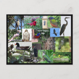 Postal Collage de especies de aves de Carolina del