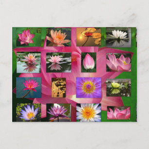 Postal Collage de hermosas lirio de agua e imágenes de Lo