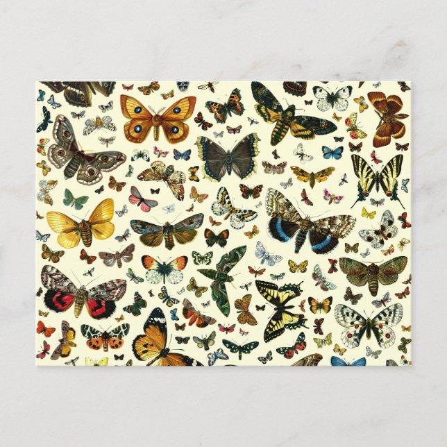 Postal Collage de la mariposa (Anverso)