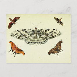Postal Collage de mariposa de época