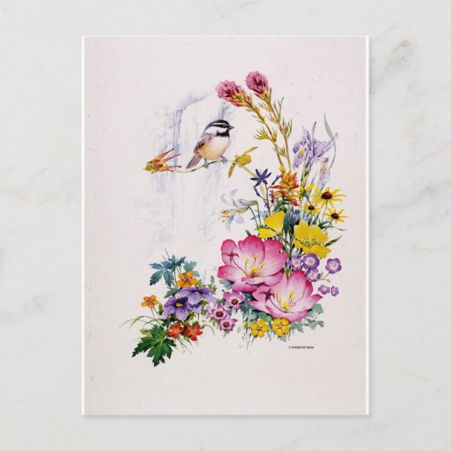 Postal Collage de Mountain Chickadee (Anverso)