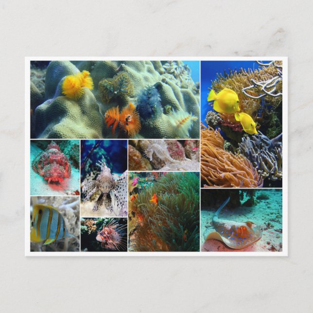 Postal Collage de peces tropicales dive de coral del mar  (Anverso)