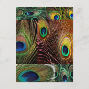 Postal collage de plumas de pavo real