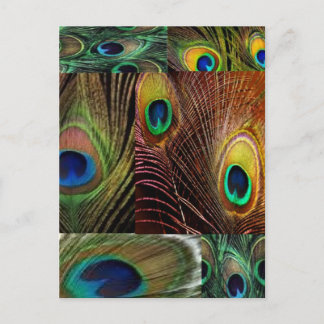 Postal collage de plumas de pavo real