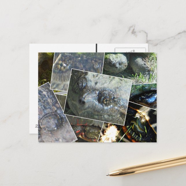 Postal Collage de tortuga (Anverso/Reverso In Situ)