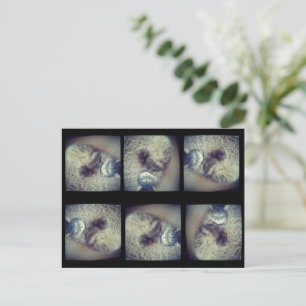 Postal Collage de un gato por Shirley Taylor