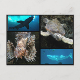 Postal Collage del Acuario de Georgia