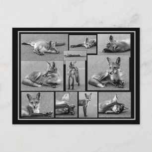 Postal Collage rojo Fox en blanco y negro
