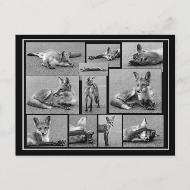 Postal Collage rojo Fox en blanco y negro (Anverso)