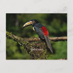 Postal Collard araceri, ave tropical