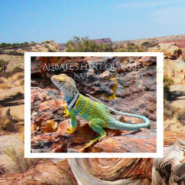 Postal Collared Lizard, Alibates Flint Quarries, Texas