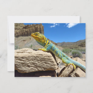 Postal Collared Lizard cerca de Thompson Springs