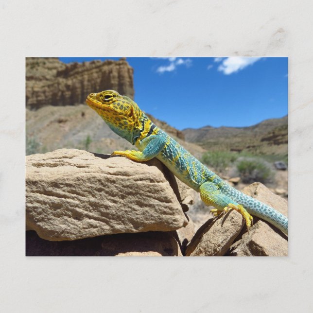Postal Collared Lizard cerca de Thompson Springs (Anverso)