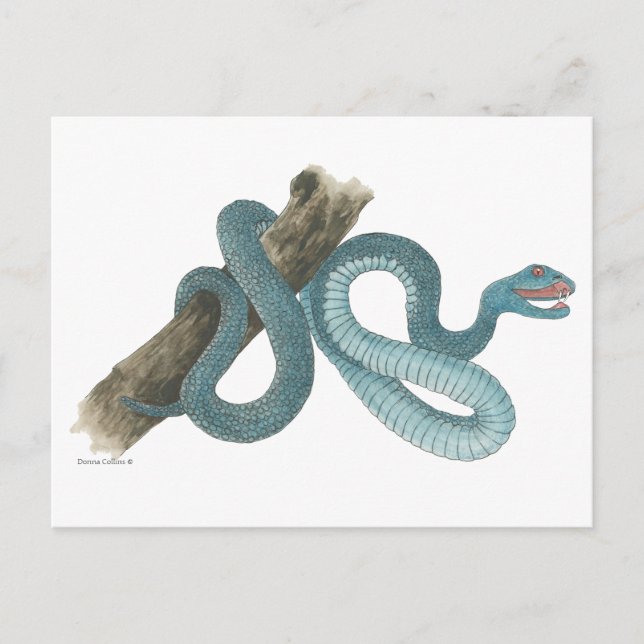 Postal Collection Austrailian  snake Post Card (Anverso)