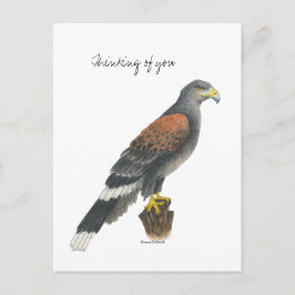 Postal Collection Falcon  Post Card
