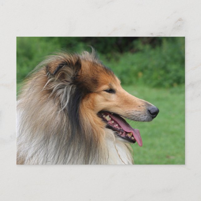 Postal Collie (Anverso)