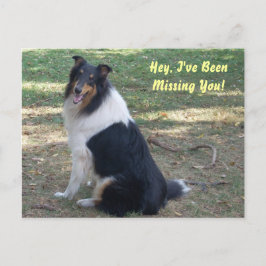 Postal ¡Collie!