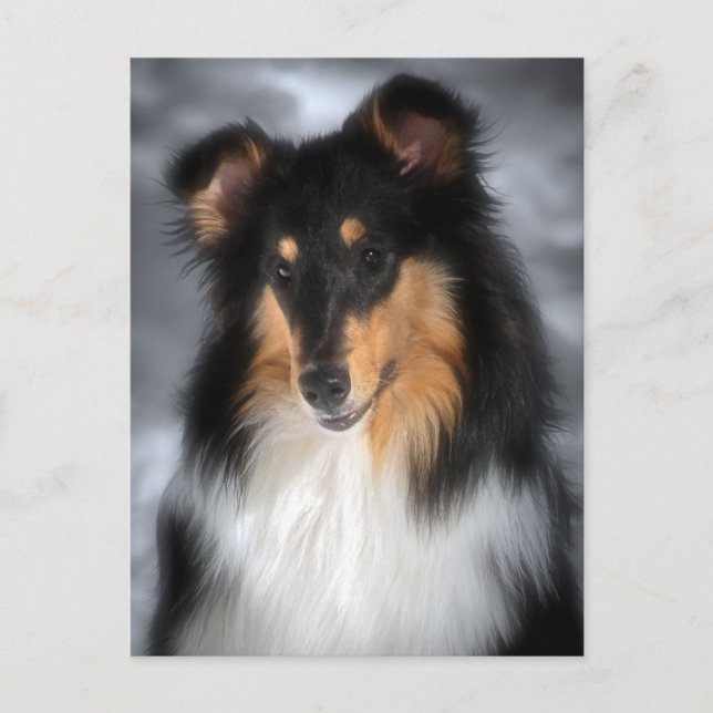 Postal Collie (Anverso)