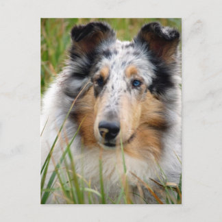 Postal Collie