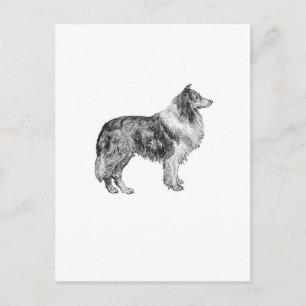 Postal Collie