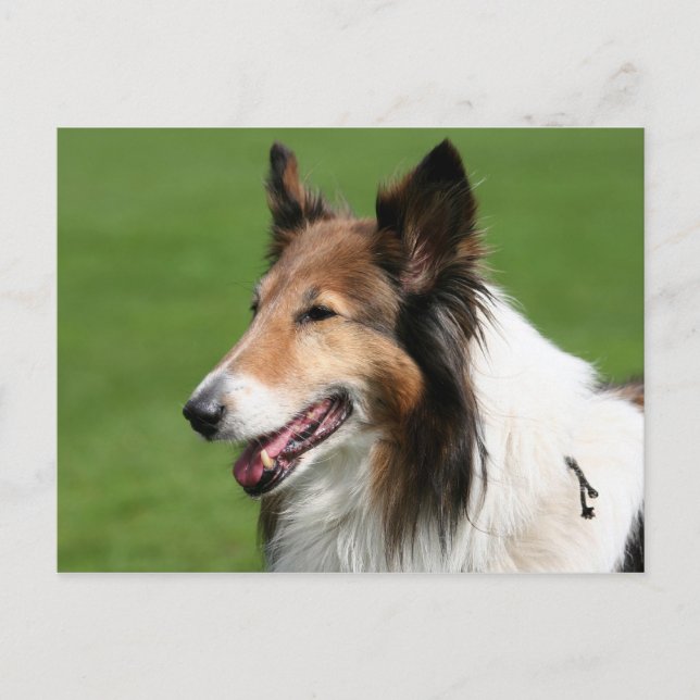 Postal collie (Anverso)