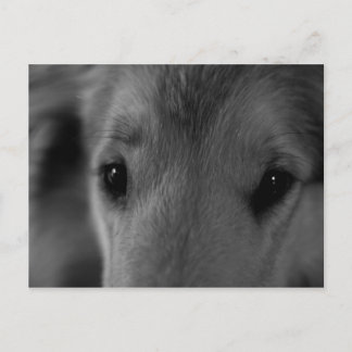 Postal Collie
