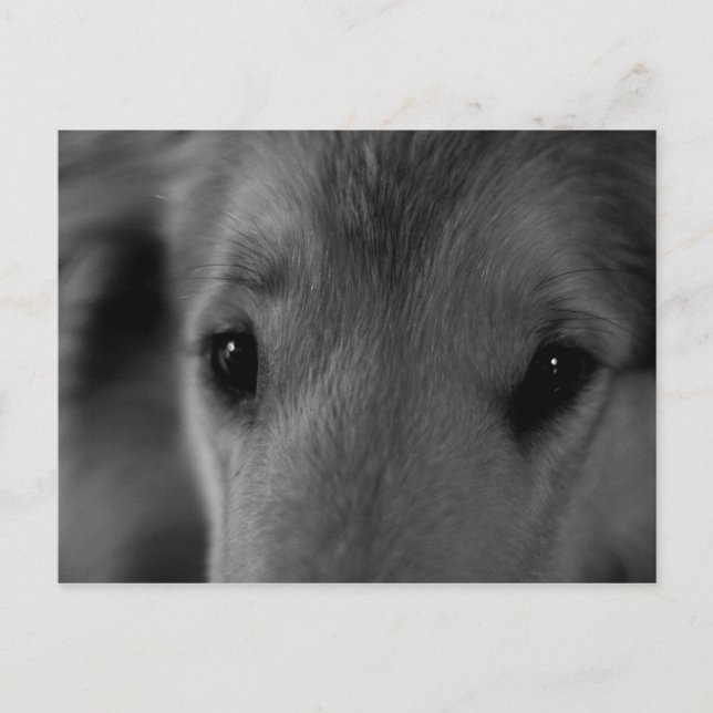 Postal Collie (Anverso)