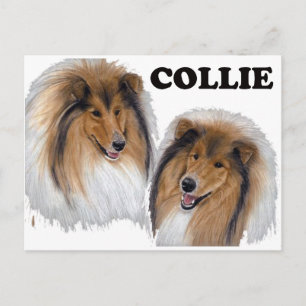 Postal Collie