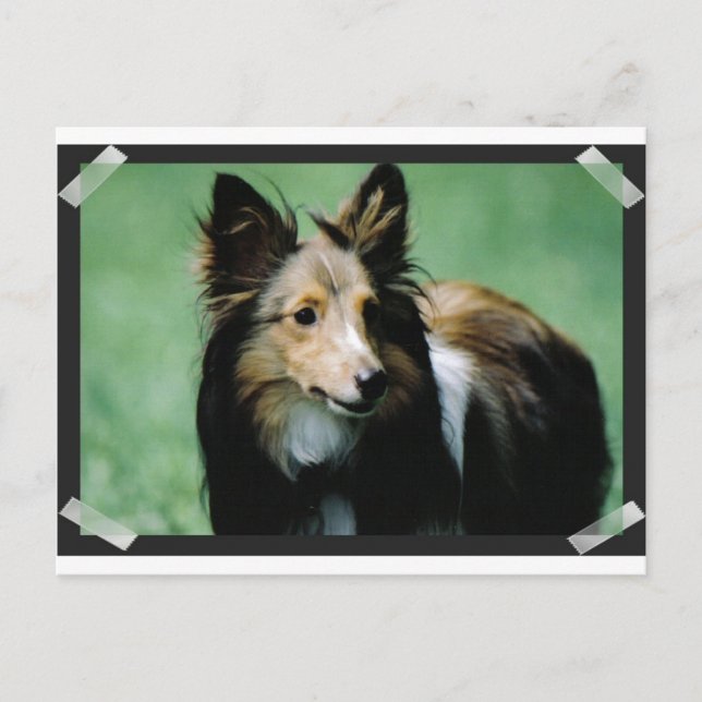 Postal collie-16 (Anverso)