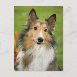 Postal Collie áspero, perro, animal