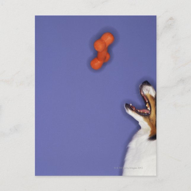 Postal Collie atrapando hueso plástico (Anverso)