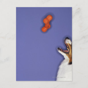 Postal Collie atrapando hueso plástico