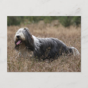 Postal collie barbudo