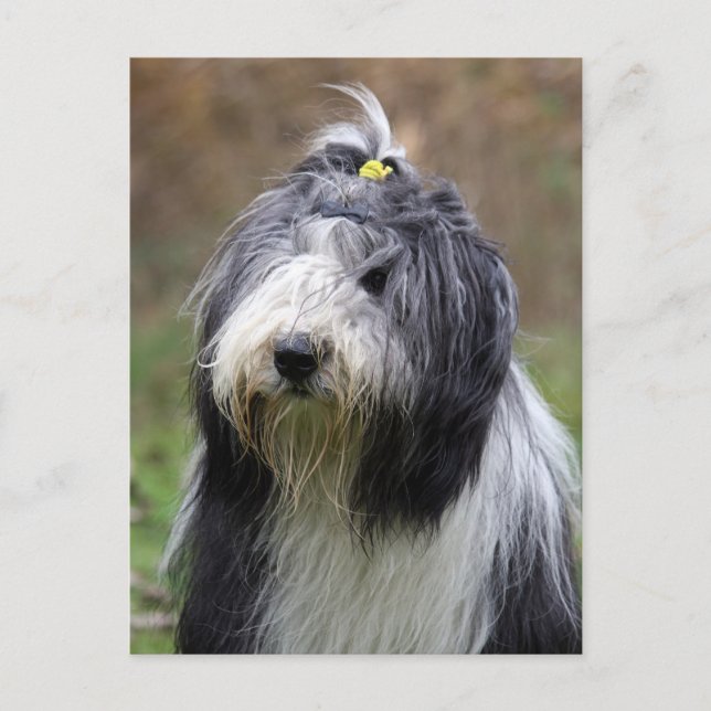Postal collie barbudo (Anverso)