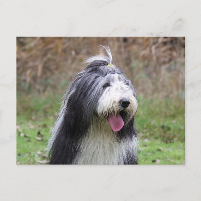 Postal collie barbudo (Anverso)