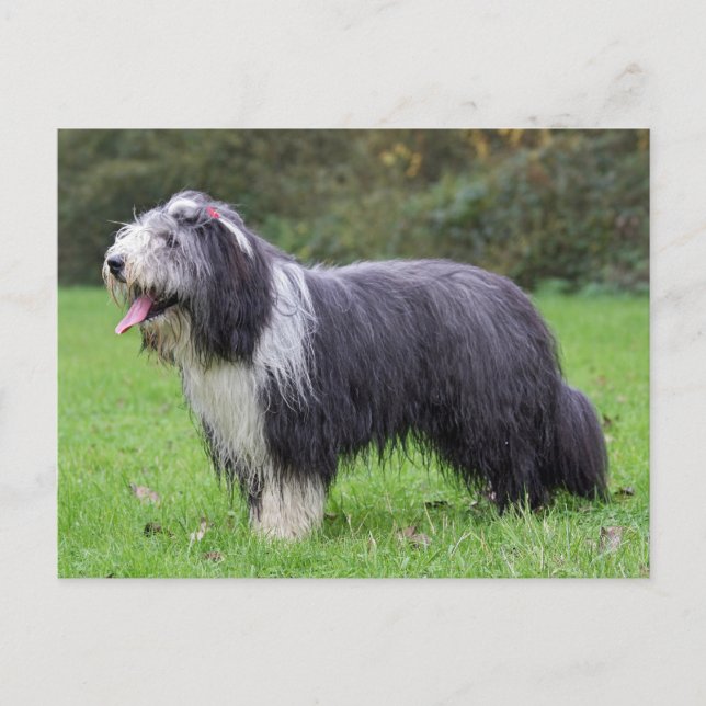 Postal collie barbudo (Anverso)