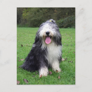 Postal collie barbudo