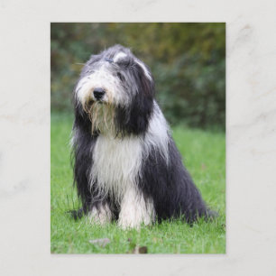 Postal collie barbudo