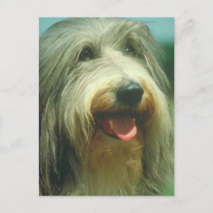 Postal Collie Barbudo