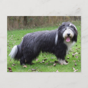 Postal collie barbudo