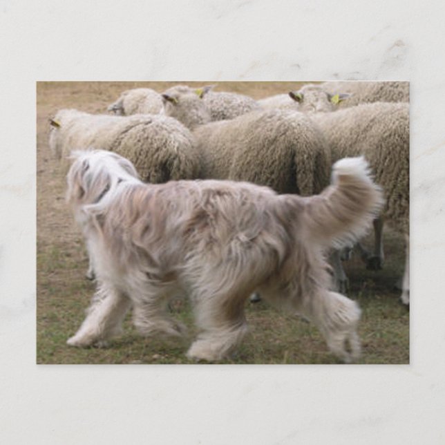 Postal collie barbudo trabajando.png (Anverso)