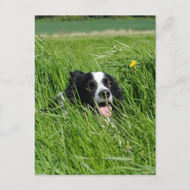 Postal Collie blanca y negra en la hierba (Anverso)