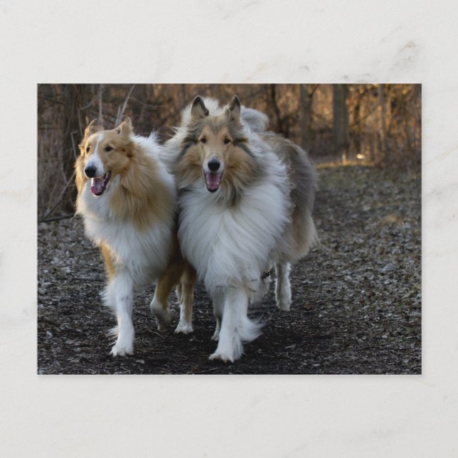 Postal Collie Buddies (Anverso)
