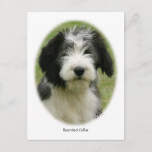 Postal Collie con barba 9Y049D-018