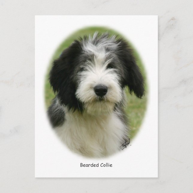 Postal Collie con barba 9Y049D-018 (Anverso)