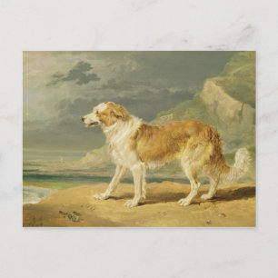 Postal Collie con recubrimiento duro, 1809 (aceite a bord