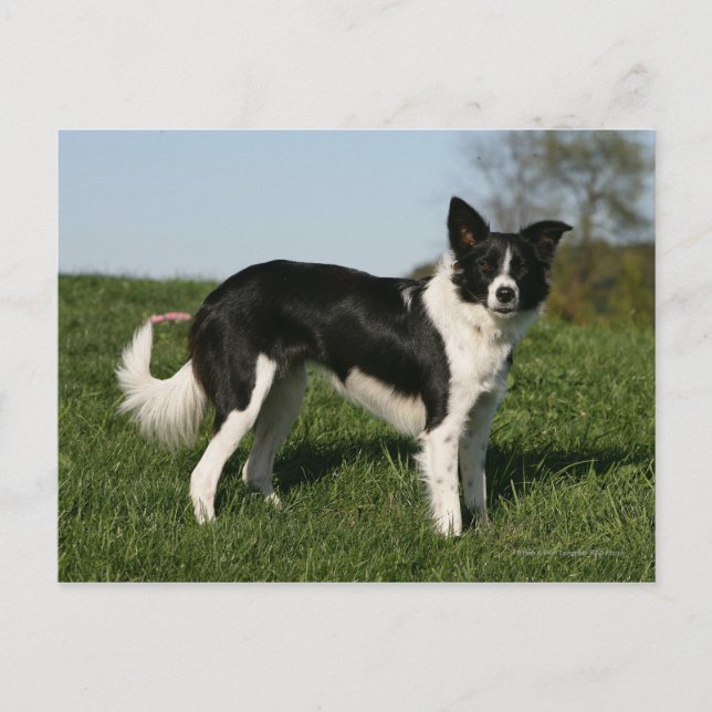 Postal Collie de borde (Anverso)